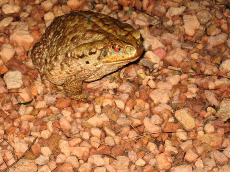 2008-01-09 Chapada (39)...and gigantic toads